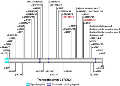 Case report: Novel compound-heterozygous mutations in the TCN2 gene identified in a chinese girl with transcobalamin deficiency